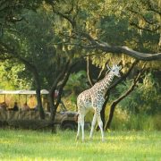 A giraffe standing in open savanna as a safari vehicle passes behind it