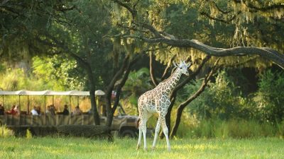 A giraffe standing in open savanna as a safari vehicle passes behind it
