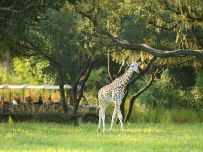A giraffe standing in open savanna as a safari vehicle passes behind it