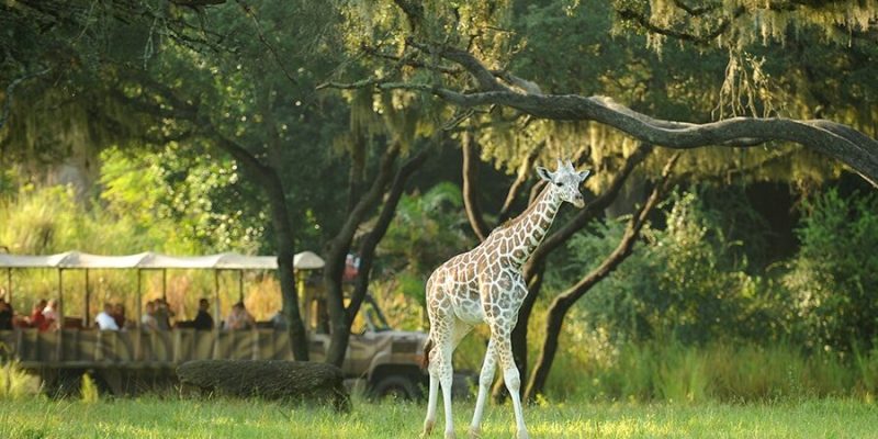 A giraffe standing in open savanna as a safari vehicle passes behind it