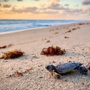 A sea turtle hatchling crossing sand toward the surf at sunrise
