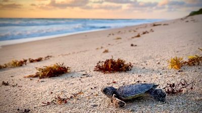 A sea turtle hatchling crossing sand toward the surf at sunrise