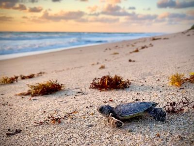 A sea turtle hatchling crossing sand toward the surf at sunrise