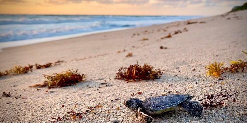 A sea turtle hatchling crossing sand toward the surf at sunrise