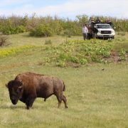 A bison walks across open prairie grassland while several people watch from a pickup truck on the rise behind.