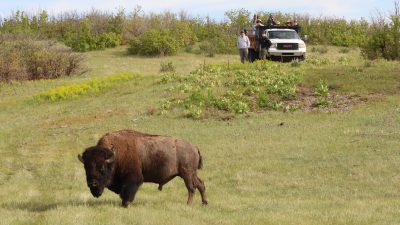 A bison walks across open prairie grassland while several people watch from a pickup truck on the rise behind.