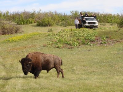 A bison walks across open prairie grassland while several people watch from a pickup truck on the rise behind.