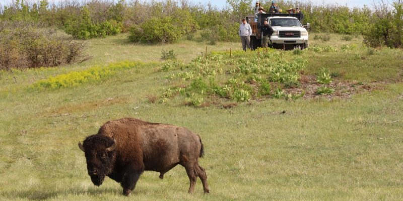 A bison walks across open prairie grassland while several people watch from a pickup truck on the rise behind.