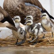 Four striped blue-winged goslings stand on straw beside an adult goose, whose ringed leg and folded wing fill the left of the frame.