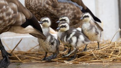 Four striped blue-winged goslings stand on straw beside an adult goose, whose ringed leg and folded wing fill the left of the frame.