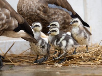 Four striped blue-winged goslings stand on straw beside an adult goose, whose ringed leg and folded wing fill the left of the frame.
