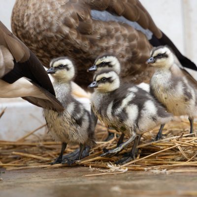 Four striped blue-winged goslings stand on straw beside an adult goose, whose ringed leg and folded wing fill the left of the frame.
