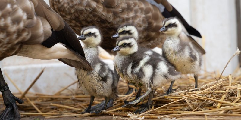 Four striped blue-winged goslings stand on straw beside an adult goose, whose ringed leg and folded wing fill the left of the frame.