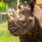 An eastern black rhinoceros stands in profile on grass in a sunlit habitat, its two horns and pointed upper lip in sharp focus.