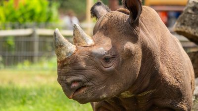 An eastern black rhinoceros stands in profile on grass in a sunlit habitat, its two horns and pointed upper lip in sharp focus.