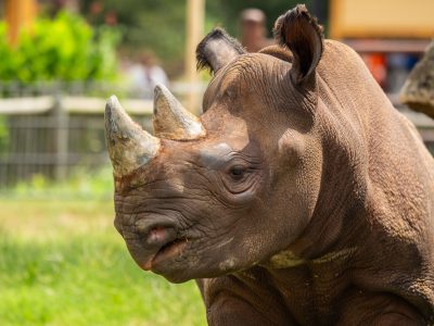 An eastern black rhinoceros stands in profile on grass in a sunlit habitat, its two horns and pointed upper lip in sharp focus.