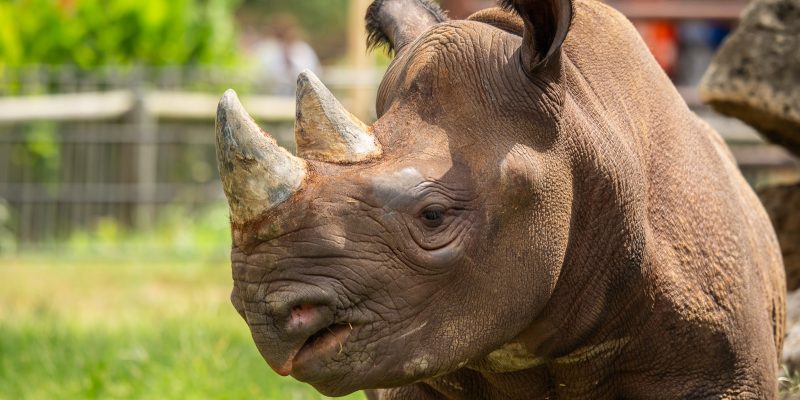 An eastern black rhinoceros stands in profile on grass in a sunlit habitat, its two horns and pointed upper lip in sharp focus.
