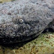 An eastern hellbender, a large mottled gray salamander with a broad flat head and small eyes, rests on a submerged log.