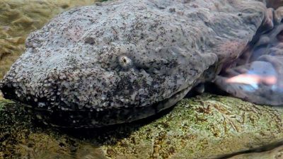 An eastern hellbender, a large mottled gray salamander with a broad flat head and small eyes, rests on a submerged log.