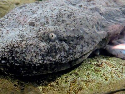 An eastern hellbender, a large mottled gray salamander with a broad flat head and small eyes, rests on a submerged log.