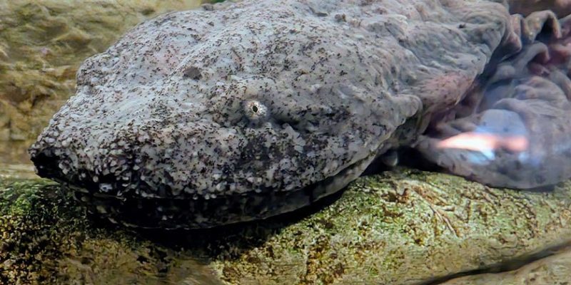 An eastern hellbender, a large mottled gray salamander with a broad flat head and small eyes, rests on a submerged log.