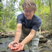 A person in waders standing in a forest creek holds a small eastern hellbender salamander curled in one cupped hand.