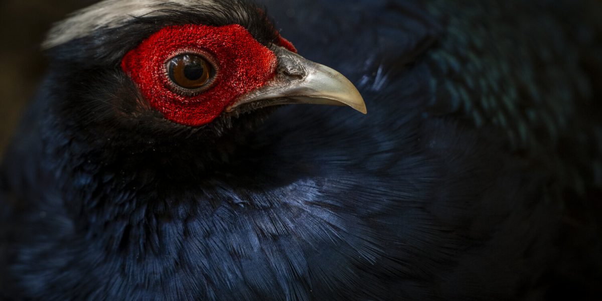 Close portrait of an Edwards's pheasant: a dark blue-black bird with a white crest and bare crimson skin around the eye, its pale grey bill catching the light against a dark background.