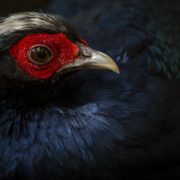 Close portrait of an Edwards's pheasant: a dark blue-black bird with a white crest and bare crimson skin around the eye, its pale grey bill catching the light against a dark background.