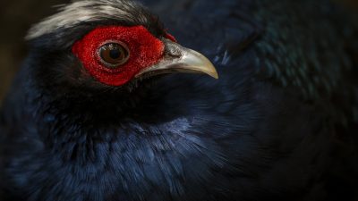 Close portrait of an Edwards's pheasant: a dark blue-black bird with a white crest and bare crimson skin around the eye, its pale grey bill catching the light against a dark background.