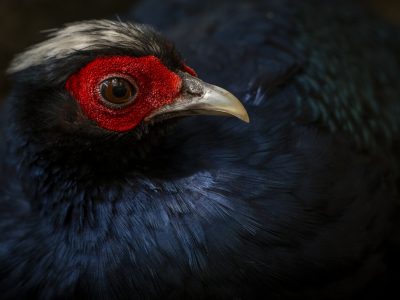 Close portrait of an Edwards's pheasant: a dark blue-black bird with a white crest and bare crimson skin around the eye, its pale grey bill catching the light against a dark background.