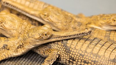 Four young gharials rest against one another on a mesh floor, their long narrow snouts lined with fine teeth and their tan bodies marked with dark bands