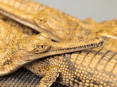 Four young gharials rest against one another on a mesh floor, their long narrow snouts lined with fine teeth and their tan bodies marked with dark bands