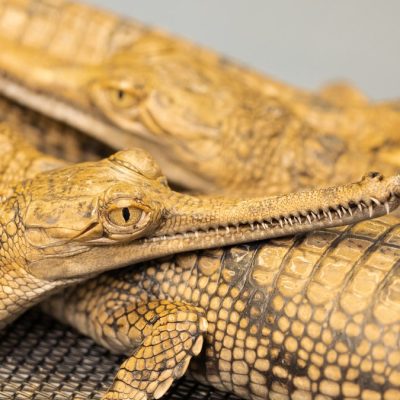 Four young gharials rest against one another on a mesh floor, their long narrow snouts lined with fine teeth and their tan bodies marked with dark bands