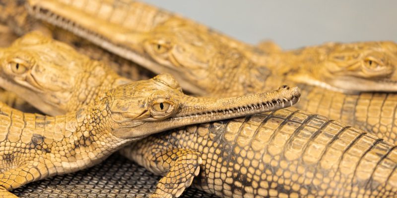 Four young gharials rest against one another on a mesh floor, their long narrow snouts lined with fine teeth and their tan bodies marked with dark bands