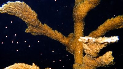 An elkhorn coral colony photographed at night, its thick tan branches releasing pale spawn bundles that drift upward through dark water.