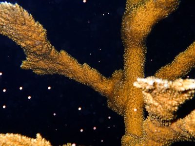 An elkhorn coral colony photographed at night, its thick tan branches releasing pale spawn bundles that drift upward through dark water.