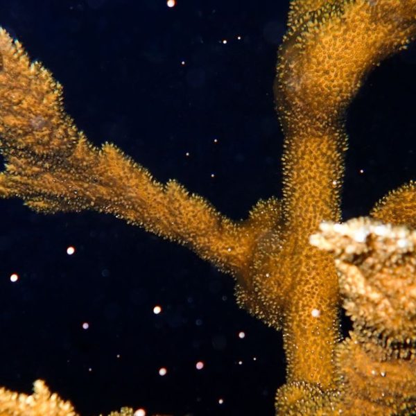 An elkhorn coral colony photographed at night, its thick tan branches releasing pale spawn bundles that drift upward through dark water.