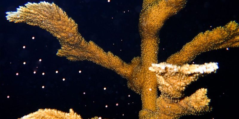 An elkhorn coral colony photographed at night, its thick tan branches releasing pale spawn bundles that drift upward through dark water.