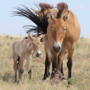 A Przewalski's horse mare and her pale foal standing together in dry steppe grass under a wide blue sky