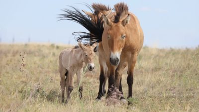 A Przewalski's horse mare and her pale foal standing together in dry steppe grass under a wide blue sky