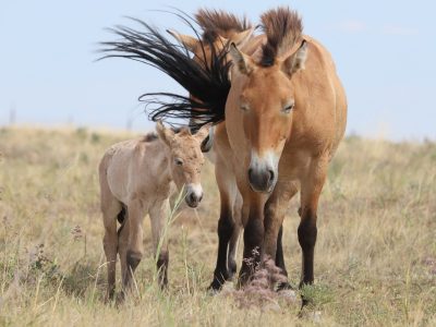 A Przewalski's horse mare and her pale foal standing together in dry steppe grass under a wide blue sky