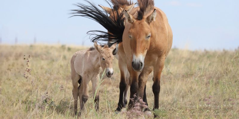 A Przewalski's horse mare and her pale foal standing together in dry steppe grass under a wide blue sky
