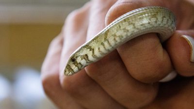 A small European legless lizard, pale olive with fine dark banding and a visible eye and ear opening, curls over a person's closed hand