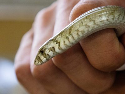 A small European legless lizard, pale olive with fine dark banding and a visible eye and ear opening, curls over a person's closed hand