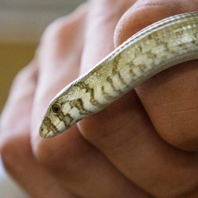 A small European legless lizard, pale olive with fine dark banding and a visible eye and ear opening, curls over a person's closed hand