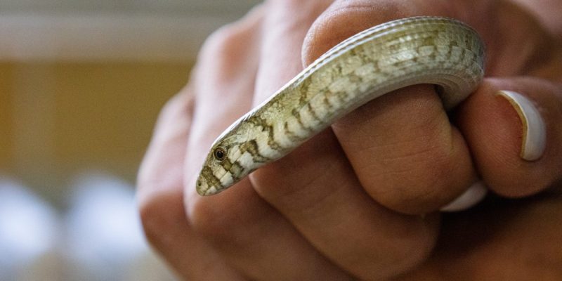 A small European legless lizard, pale olive with fine dark banding and a visible eye and ear opening, curls over a person's closed hand