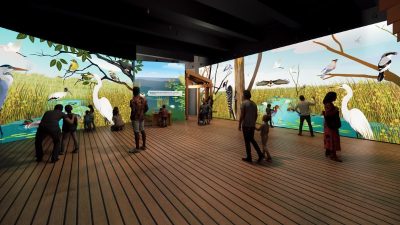 Rendering of a gallery where visitors stand on a plank floor surrounded by floor-to-ceiling projected wetland scenes of herons, egrets, sawgrass and open water.