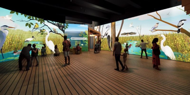 Rendering of a gallery where visitors stand on a plank floor surrounded by floor-to-ceiling projected wetland scenes of herons, egrets, sawgrass and open water.