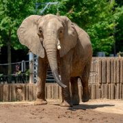 African elephant Asali walking across the dirt yard of her habitat at the Memphis Zoo