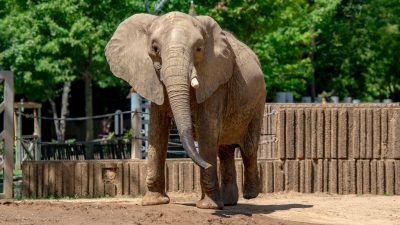 African elephant Asali walking across the dirt yard of her habitat at the Memphis Zoo